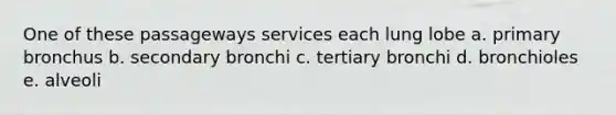 One of these passageways services each lung lobe a. primary bronchus b. secondary bronchi c. tertiary bronchi d. bronchioles e. alveoli