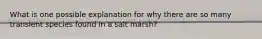 What is one possible explanation for why there are so many transient species found in a salt marsh?
