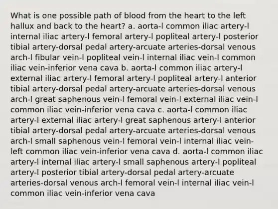 What is one possible path of blood from the heart to the left hallux and back to the heart? a. aorta-l common iliac artery-l internal iliac artery-l femoral artery-l popliteal artery-l posterior tibial artery-dorsal pedal artery-arcuate arteries-dorsal venous arch-l fibular vein-l popliteal vein-l internal iliac vein-l common iliac vein-inferior vena cava b. aorta-l common iliac artery-l external iliac artery-l femoral artery-l popliteal artery-l anterior tibial artery-dorsal pedal artery-arcuate arteries-dorsal venous arch-l great saphenous vein-l femoral vein-l external iliac vein-l common iliac vein-inferior vena cava c. aorta-l common iliac artery-l external iliac artery-l great saphenous artery-l anterior tibial artery-dorsal pedal artery-arcuate arteries-dorsal venous arch-l small saphenous vein-l femoral vein-l internal iliac vein- left common iliac vein-inferior vena cava d. aorta-l common iliac artery-l internal iliac artery-l small saphenous artery-l popliteal artery-l posterior tibial artery-dorsal pedal artery-arcuate arteries-dorsal venous arch-l femoral vein-l internal iliac vein-l common iliac vein-inferior vena cava