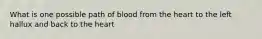 What is one possible path of blood from the heart to the left hallux and back to the heart