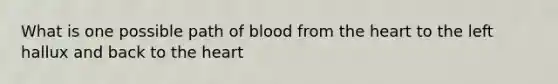 What is one possible path of blood from the heart to the left hallux and back to the heart