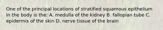 One of the principal locations of stratified squamous epithelium in the body is the: A. medulla of the kidney B. fallopian tube C. epidermis of the skin D. nerve tissue of <a href='https://www.questionai.com/knowledge/kLMtJeqKp6-the-brain' class='anchor-knowledge'>the brain</a>