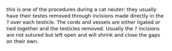 this is one of the procedures during a cat neuter: they usually have their testes removed through incisions made directly in the ? over each testicle. The cords and vessels are either ligated or tied together and the testicles removed. Usually the ? incisions are not sutured but left open and will shrink and close the gaps on their own.