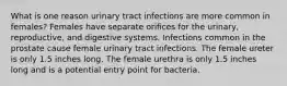 What is one reason urinary tract infections are more common in females? Females have separate orifices for the urinary, reproductive, and digestive systems. Infections common in the prostate cause female urinary tract infections. The female ureter is only 1.5 inches long. The female urethra is only 1.5 inches long and is a potential entry point for bacteria.