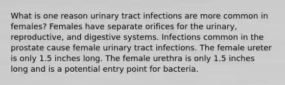 What is one reason urinary tract infections are more common in females? Females have separate orifices for the urinary, reproductive, and digestive systems. Infections common in the prostate cause female urinary tract infections. The female ureter is only 1.5 inches long. The female urethra is only 1.5 inches long and is a potential entry point for bacteria.