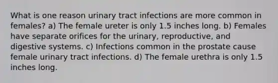 What is one reason urinary tract infections are more common in females? a) The female ureter is only 1.5 inches long. b) Females have separate orifices for the urinary, reproductive, and digestive systems. c) Infections common in the prostate cause female urinary tract infections. d) The female urethra is only 1.5 inches long.