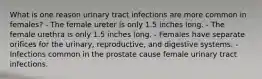 What is one reason urinary tract infections are more common in females? - The female ureter is only 1.5 inches long. - The female urethra is only 1.5 inches long. - Females have separate orifices for the urinary, reproductive, and digestive systems. - Infections common in the prostate cause female urinary tract infections.