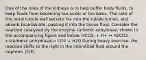 One of the roles of the kidneys is to help buffer body fluids, to keep fluids from becoming too acidic or too basic. The cells of the renal tubule wall secrete H+ into the tubule lumen, and absorb bicarbonate, passing it into the tissue fluid. Consider the reaction catalyzed by the enzyme carbonic anhydrase, shown in the accompanying figure and below. HCO3- + H+ ↔ H2CO3 ←(carbonic anhydrase)→ CO2 + H2O During heavy exercise, the reaction shifts to the right in the interstitial fluid around the nephron. (T/F)