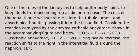 One of the roles of the kidneys is to help buffer body fluids, to keep fluids from becoming too acidic or too basic. The cells of the renal tubule wall secrete H+ into the tubule lumen, and absorb bicarbonate, passing it into the tissue fluid. Consider the reaction catalyzed by the enzyme carbonic anhydrase, shown in the accompanying figure and below. HCO3- + H+ ↔ H2CO3 ←(carbonic anhydrase)→ CO2 + H2O During heavy exercise, the reaction shifts to the right in the interstitial fluid around the nephron. (T/F)