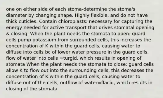 one on either side of each stoma-determine the stoma's diameter by changing shape. Highly flexible, and do not have thick cuticles. Contain chloroplasts: necessary for capturing the energy needed for active transport that drives stomatal opening & closing. When the plant needs the stomata to open: guard cells pump potassium from surrounded cells, this increases the concentration of K within the guard cells, causing water to diffuse into cells bc of lower water pressure in the guard cells. flow of water into cells =turgid, which results in opening of stomata When the plant needs the stomata to close: guard cells allow K to flow out into the surrounding cells, this decreases the concentration of K within the guard cells, causing water to diffuse out of the cells, outflow of water=flacid, which results in closing of the stomata