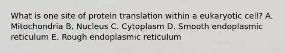 What is one site of protein translation within a eukaryotic cell? A. Mitochondria B. Nucleus C. Cytoplasm D. Smooth endoplasmic reticulum E. Rough endoplasmic reticulum