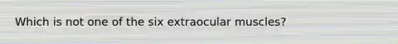 Which is not one of the six extraocular muscles?