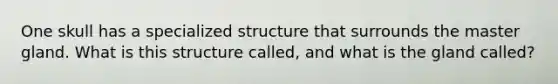 One skull has a specialized structure that surrounds the master gland. What is this structure called, and what is the gland called?
