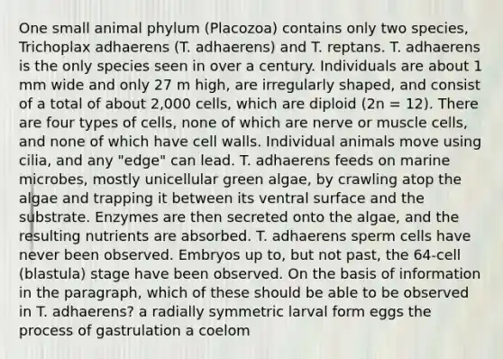 One small animal phylum (Placozoa) contains only two species, Trichoplax adhaerens (T. adhaerens) and T. reptans. T. adhaerens is the only species seen in over a century. Individuals are about 1 mm wide and only 27 m high, are irregularly shaped, and consist of a total of about 2,000 cells, which are diploid (2n = 12). There are four types of cells, none of which are nerve or muscle cells, and none of which have cell walls. Individual animals move using cilia, and any "edge" can lead. T. adhaerens feeds on marine microbes, mostly unicellular green algae, by crawling atop the algae and trapping it between its ventral surface and the substrate. Enzymes are then secreted onto the algae, and the resulting nutrients are absorbed. T. adhaerens sperm cells have never been observed. Embryos up to, but not past, the 64-cell (blastula) stage have been observed. On the basis of information in the paragraph, which of these should be able to be observed in T. adhaerens? a radially symmetric larval form eggs the process of gastrulation a coelom