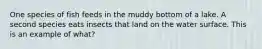 One species of fish feeds in the muddy bottom of a lake. A second species eats insects that land on the water surface. This is an example of what?