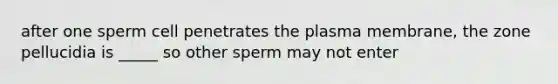 after one sperm cell penetrates the plasma membrane, the zone pellucidia is _____ so other sperm may not enter