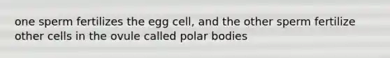 one sperm fertilizes the egg cell, and the other sperm fertilize other cells in the ovule called polar bodies