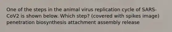 One of the steps in the animal virus replication cycle of SARS-CoV2 is shown below. Which step? (covered with spikes image) penetration biosynthesis attachment assembly release