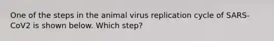 One of the steps in the animal virus replication cycle of SARS-CoV2 is shown below. Which step?