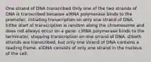 One strand of DNA transcribed Only one of the two strands of DNA is transcribed because a)RNA polymerase binds to the promoter, initiating transcription on only one strand of DNA. b)the start of transcription is random along the chromosome and does not always occur on a gene. c)RNA polymerase binds to the terminator, stopping transcription on one strand of DNA. d)both strands are transcribed, but only one strand of DNA contains a reading frame. e)DNA consists of only one strand in the nucleus of the cell.