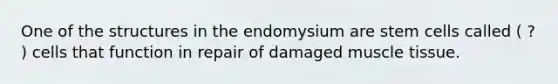 One of the structures in the endomysium are stem cells called ( ? ) cells that function in repair of damaged muscle tissue.