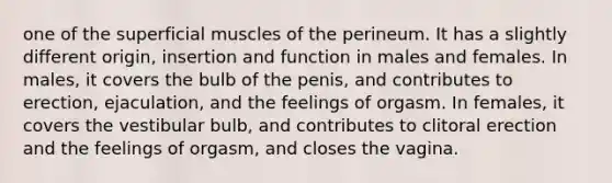 one of the superficial muscles of the perineum. It has a slightly different origin, insertion and function in males and females. In males, it covers the bulb of the penis, and contributes to erection, ejaculation, and the feelings of orgasm. In females, it covers the vestibular bulb, and contributes to clitoral erection and the feelings of orgasm, and closes the vagina.