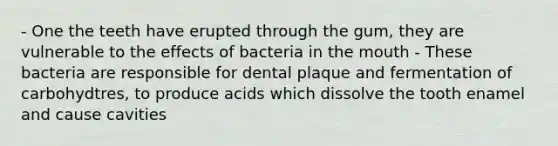 - One the teeth have erupted through the gum, they are vulnerable to the effects of bacteria in the mouth - These bacteria are responsible for dental plaque and fermentation of carbohydtres, to produce acids which dissolve the tooth enamel and cause cavities