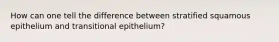 How can one tell the difference between stratified squamous epithelium and transitional epithelium?