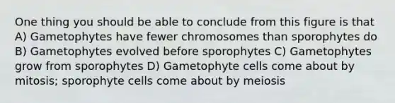 One thing you should be able to conclude from this figure is that A) Gametophytes have fewer chromosomes than sporophytes do B) Gametophytes evolved before sporophytes C) Gametophytes grow from sporophytes D) Gametophyte cells come about by mitosis; sporophyte cells come about by meiosis