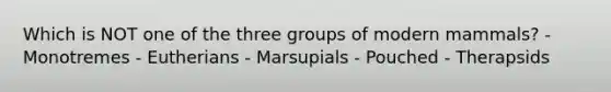 Which is NOT one of the three groups of modern mammals? - Monotremes - Eutherians - Marsupials - Pouched - Therapsids