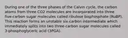 During one of the three phases of the Calvin cycle, the carbon atoms from three CO2 molecules are incorporated into three five-carbon sugar molecules called ribulose bisphosphate (RuBP). This reaction forms an unstable six-carbon intermediate which immediately splits into two three-carbon sugar molecules called 3-phosphoglyceric acid (3PGA).