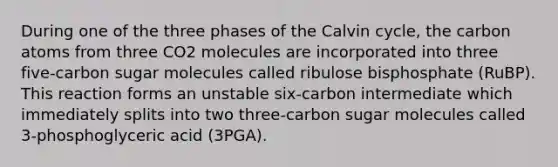 During one of the three phases of the Calvin cycle, the carbon atoms from three CO2 molecules are incorporated into three five-carbon sugar molecules called ribulose bisphosphate (RuBP). This reaction forms an unstable six-carbon intermediate which immediately splits into two three-carbon sugar molecules called 3-phosphoglyceric acid (3PGA).