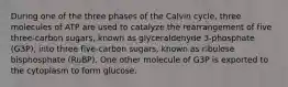 During one of the three phases of the Calvin cycle, three molecules of ATP are used to catalyze the rearrangement of five three‑carbon sugars, known as glyceraldehyde 3‑phosphate (G3P), into three five‑carbon sugars, known as ribulose bisphosphate (RuBP). One other molecule of G3P is exported to the cytoplasm to form glucose.