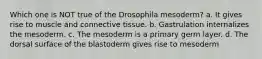 Which one is NOT true of the Drosophila mesoderm? a. It gives rise to muscle and connective tissue. b. Gastrulation internalizes the mesoderm. c. The mesoderm is a primary germ layer. d. The dorsal surface of the blastoderm gives rise to mesoderm