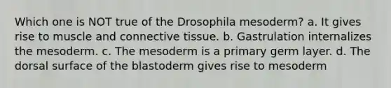 Which one is NOT true of the Drosophila mesoderm? a. It gives rise to muscle and connective tissue. b. Gastrulation internalizes the mesoderm. c. The mesoderm is a primary germ layer. d. The dorsal surface of the blastoderm gives rise to mesoderm