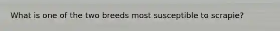What is one of the two breeds most susceptible to scrapie?