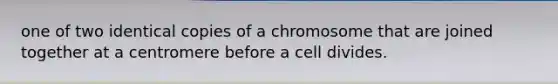 one of two identical copies of a chromosome that are joined together at a centromere before a cell divides.