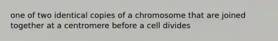 one of two identical copies of a chromosome that are joined together at a centromere before a cell divides