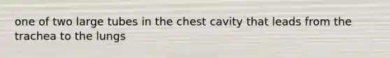 one of two large tubes in the chest cavity that leads from the trachea to the lungs