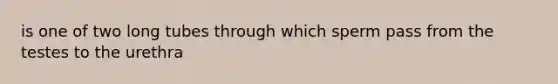 is one of two long tubes through which sperm pass from the testes to the urethra