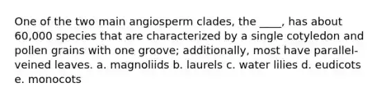 One of the two main angiosperm clades, the ____, has about 60,000 species that are characterized by a single cotyledon and pollen grains with one groove; additionally, most have parallel-veined leaves. a. magnoliids b. laurels c. water lilies d. eudicots e. monocots