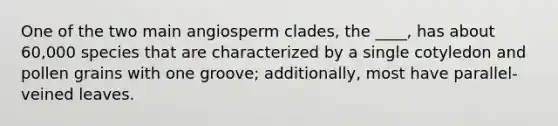 One of the two main angiosperm clades, the ____, has about 60,000 species that are characterized by a single cotyledon and pollen grains with one groove; additionally, most have parallel-veined leaves.