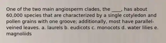 One of the two main angiosperm clades, the ____, has about 60,000 species that are characterized by a single cotyledon and pollen grains with one groove; additionally, most have parallel-veined leaves. a. laurels b. eudicots c. monocots d. water lilies e. magnoliids