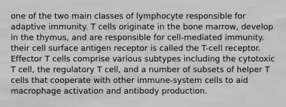 one of the two main classes of lymphocyte responsible for adaptive immunity. T cells originate in the bone marrow, develop in the thymus, and are responsible for cell-mediated immunity. their cell surface antigen receptor is called the T-cell receptor. Effector T cells comprise various subtypes including the cytotoxic T cell, the regulatory T cell, and a number of subsets of helper T cells that cooperate with other immune-system cells to aid macrophage activation and antibody production.