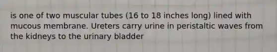 is one of two muscular tubes (16 to 18 inches long) lined with mucous membrane. Ureters carry urine in peristaltic waves from the kidneys to the urinary bladder