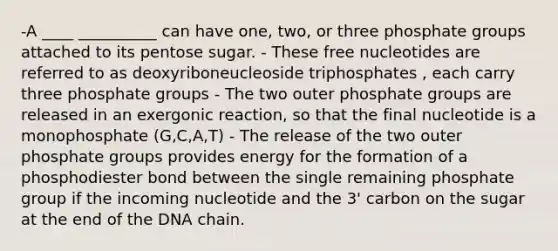 -A ____ __________ can have one, two, or three phosphate groups attached to its pentose sugar. - These free nucleotides are referred to as deoxyriboneucleoside triphosphates , each carry three phosphate groups - The two outer phosphate groups are released in an exergonic reaction, so that the final nucleotide is a monophosphate (G,C,A,T) - The release of the two outer phosphate groups provides energy for the formation of a phosphodiester bond between the single remaining phosphate group if the incoming nucleotide and the 3' carbon on the sugar at the end of the DNA chain.