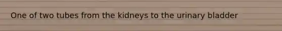 One of two tubes from the kidneys to the <a href='https://www.questionai.com/knowledge/kb9SdfFdD9-urinary-bladder' class='anchor-knowledge'>urinary bladder</a>