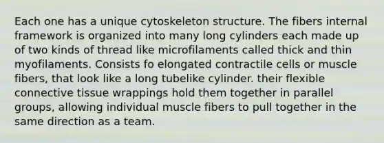 Each one has a unique cytoskeleton structure. The fibers internal framework is organized into many long cylinders each made up of two kinds of thread like microfilaments called thick and thin myofilaments. Consists fo elongated contractile cells or muscle fibers, that look like a long tubelike cylinder. their flexible connective tissue wrappings hold them together in parallel groups, allowing individual muscle fibers to pull together in the same direction as a team.