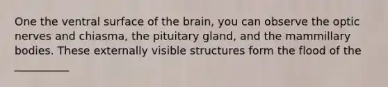 One the ventral surface of the brain, you can observe the optic nerves and chiasma, the pituitary gland, and the mammillary bodies. These externally visible structures form the flood of the __________