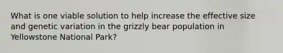 What is one viable solution to help increase the effective size and genetic variation in the grizzly bear population in Yellowstone National Park?